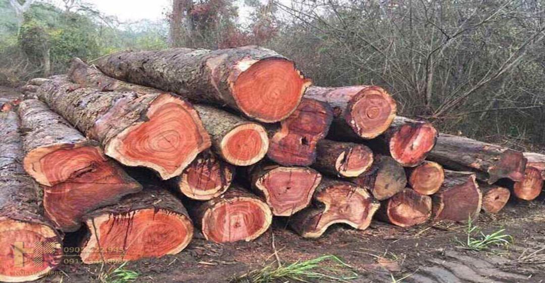 Các đặc điểm của gỗ đinh hương