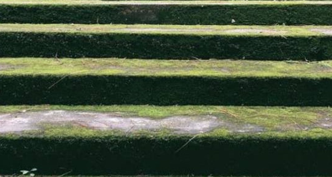 Hướng dẫn cách làm sạch rêu ở sàn bê tông đơn giản