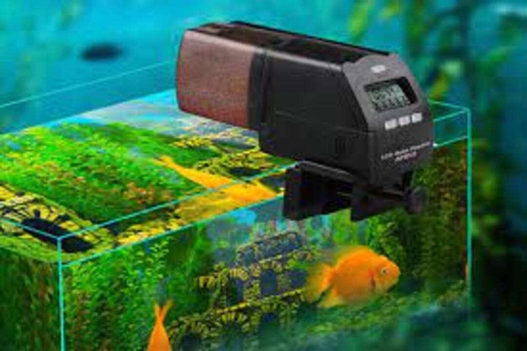 thợ sửa máy cho cá ăn tư động