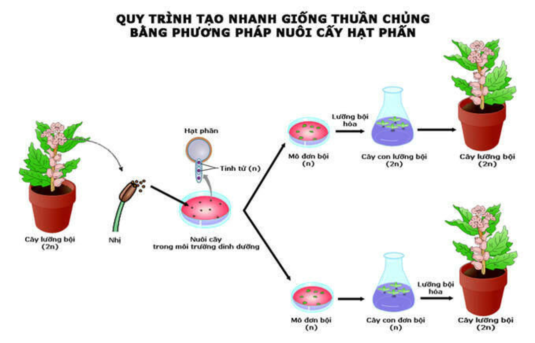 Giống thuần chủng