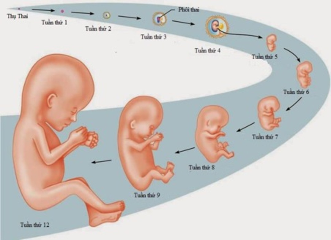 Phôi thai là gì