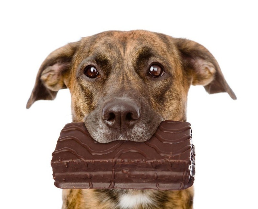 Phương pháp điều trị chó bị ngộ độc socola