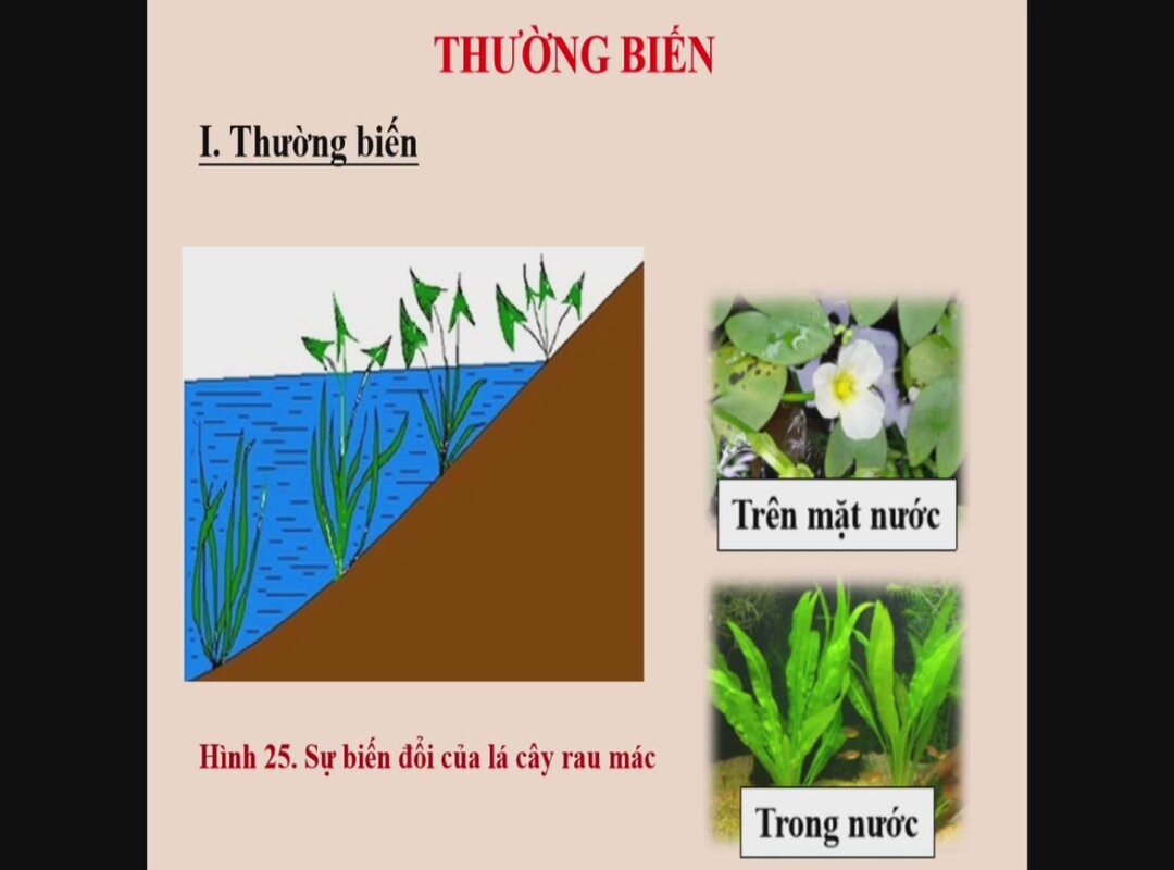 Thường biến là gì