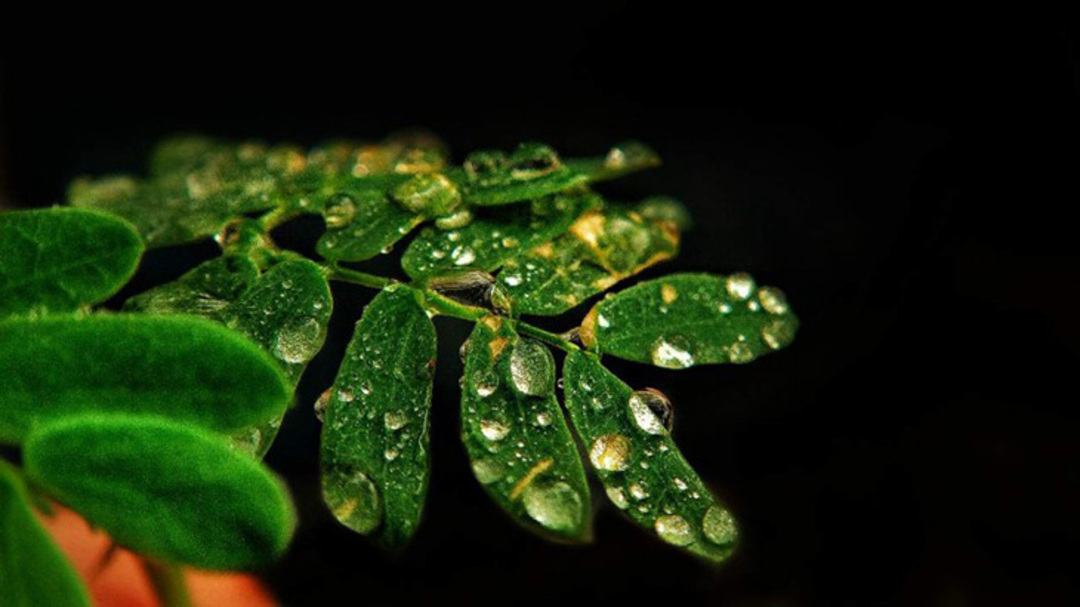 Các gợi ý để chụp ảnh Macro đẹp mắt
