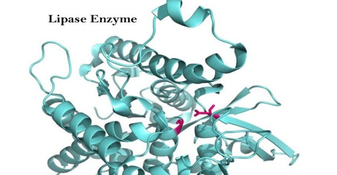 Có bao nhiêu loại enzyme