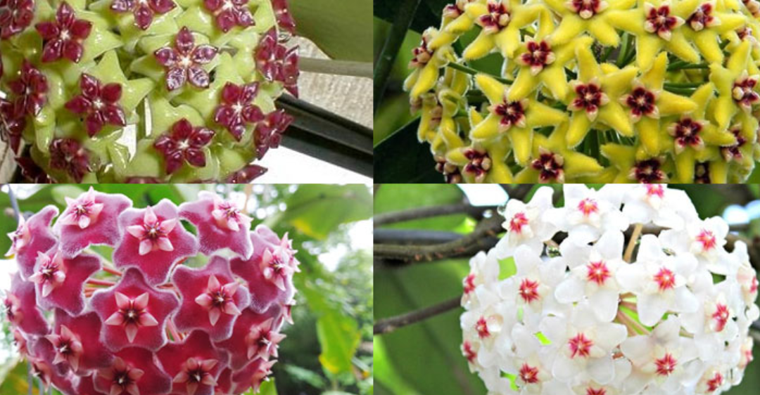Nguồn gốc và đặc điểm hoa lan cẩm cù