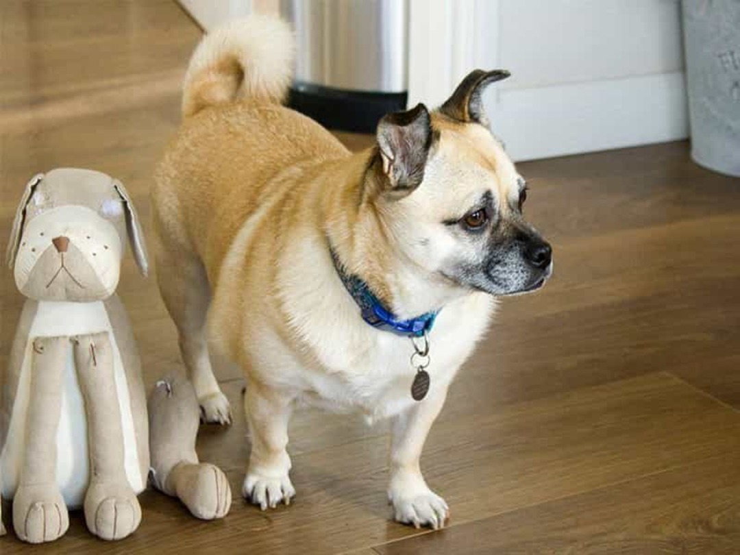 Phân biệt chó Pug thuần chủng và Pug lai