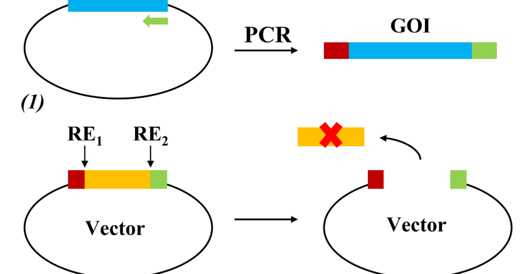 Quy trình và ứng dụng của PCR