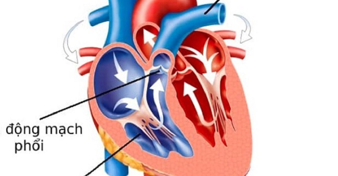 Vị trí và hình dạng của tim