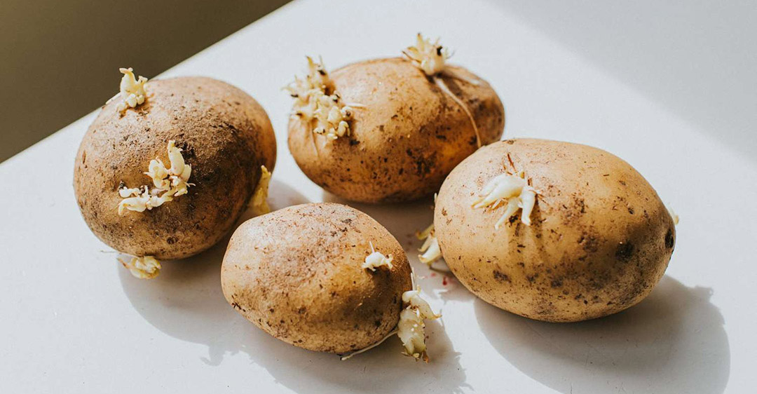 cách nhận biết khoai tây mọc mầm