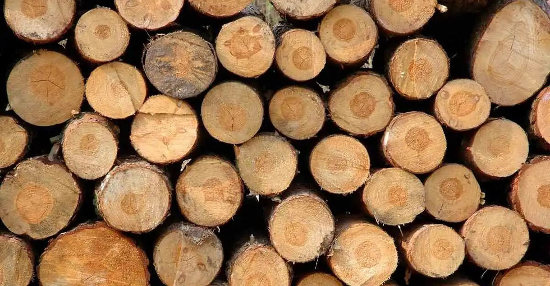 Giới thiệu về gỗ