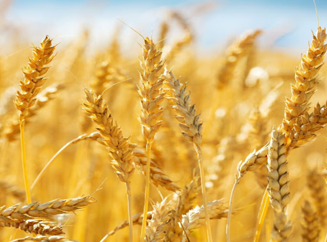 Lúa mì và lúa mạch giống hay khác? Bạn cần biết những điều gì