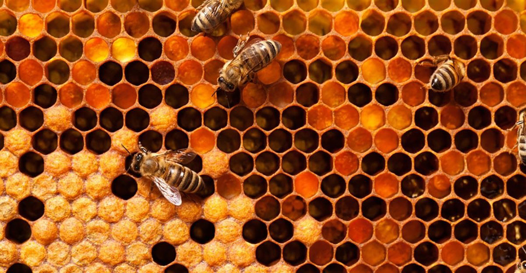 Một số loại ong rừng cho mật