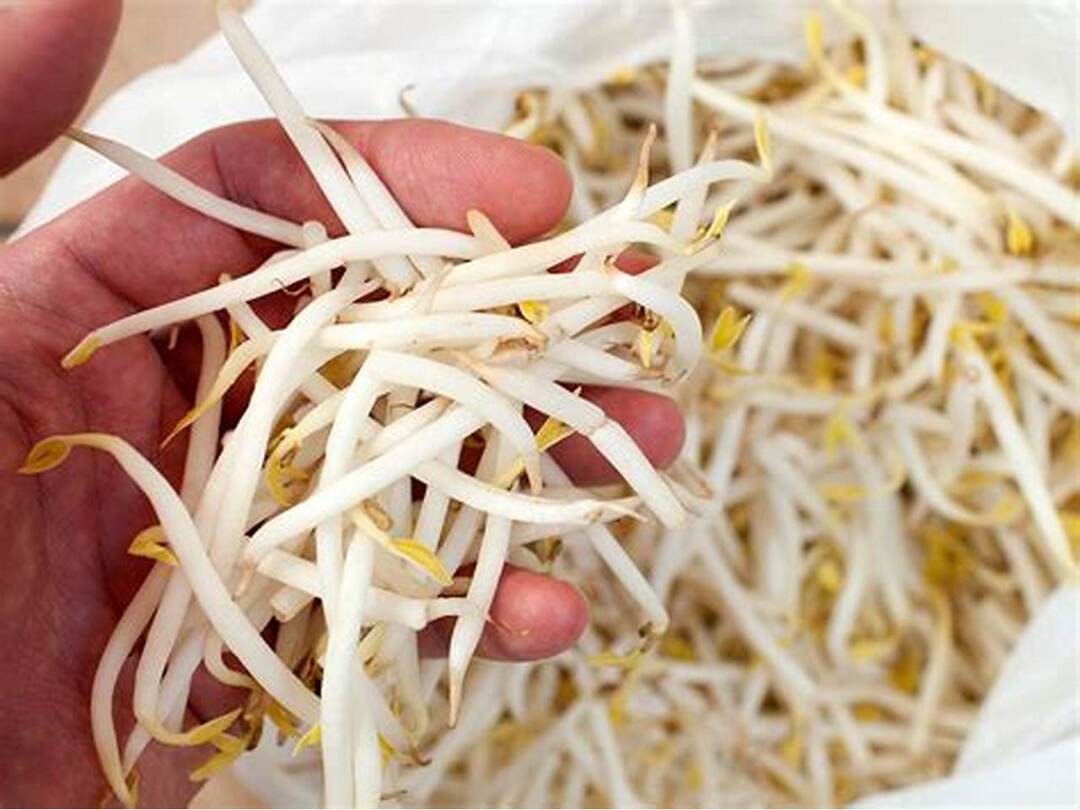 Tìm hiểu về giá đỗ là gì?