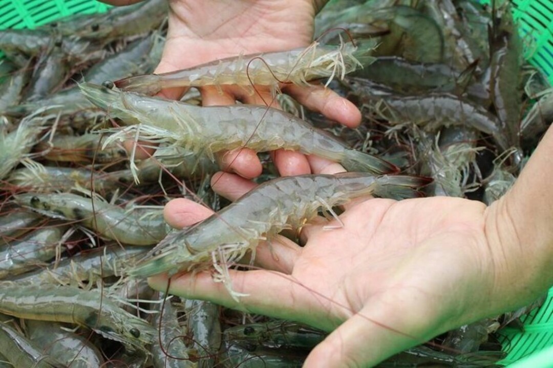 Bí quyết chọn tôm ngon để làm món tôm khô