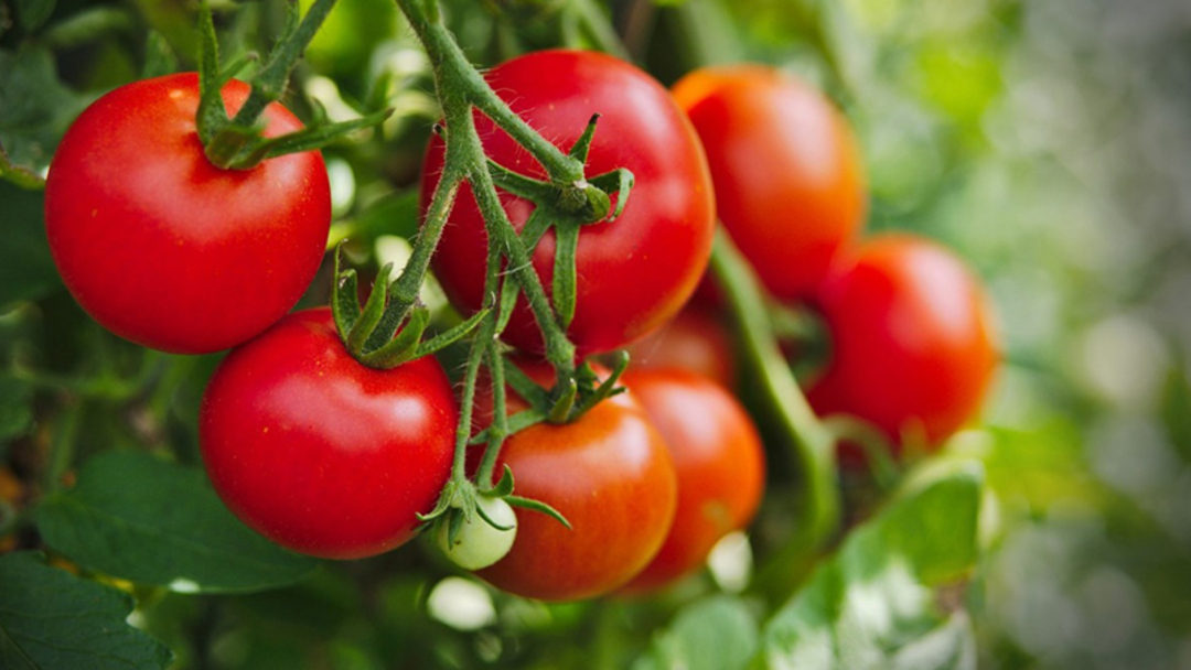 Lợi ích của việc ăn cà chua