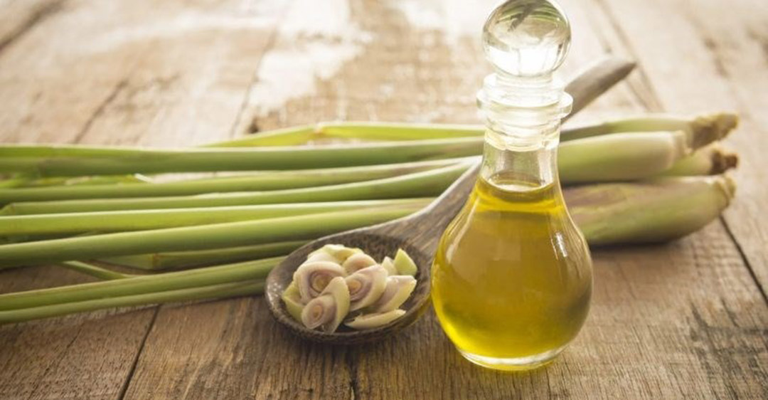 Lưu ý khi chưng cất tinh dầu sả từ nồi cơm điện
